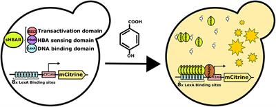 Development of a Biosensor for Detection of Benzoic Acid Derivatives in Saccharomyces cerevisiae